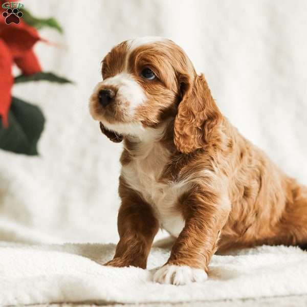 Dusty, Cockapoo Puppy